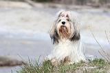 LHASSA APSO 072